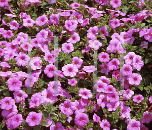 Picture of Petunia x hybrida 'Explorer Pink'