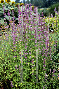 Picture of Agastache neomexicana 'Lavender Haze'