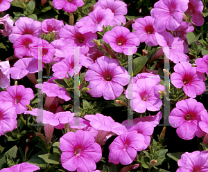 Picture of Petunia x hybrida 'Explorer Pink'