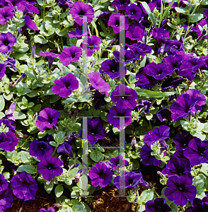 Picture of Petunia x hybrida 'Blue Wave'