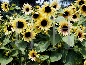 Picture of Helianthus annuus 'Bashful'