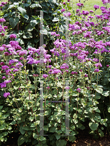 Picture of Ageratum houstonianum 'Red Sea'