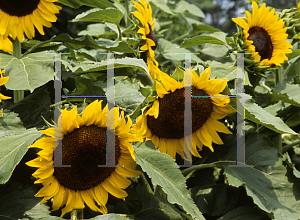 Picture of Helianthus annuus 'Golden Cheer'