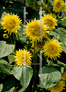 Picture of Helianthus annuus 'Lemon Aura'