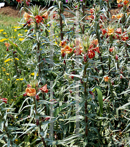 Picture of Oenothera versicolor 'Sunset Blvd.'