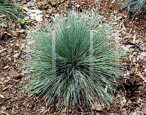 Picture of Corynephorus canescens 'Spiky Blue'