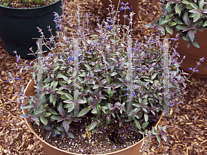 Picture of Salvia sinaloensis 