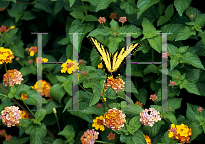 Picture of Lantana camara 