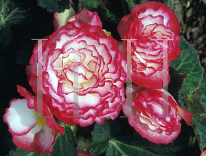 Picture of Begonia tuberhybrida hybrids 'Nonstop Rose Petticoat'