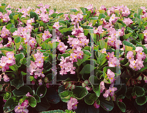 Picture of Begonia semperflorens-cultorum hybrids 'Bayou Rose'