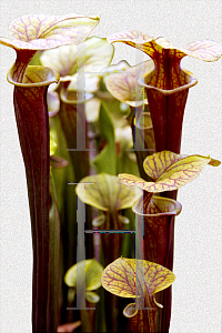 Picture of Sarracenia flava 