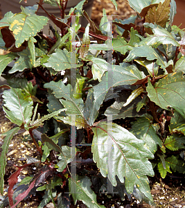 Picture of Acalypha wilkesiana 'Haleakala'