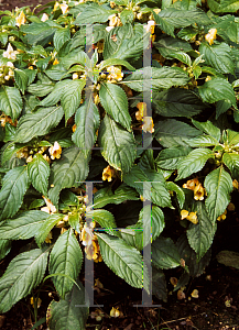 Picture of Impatiens  'Jungle Gold'