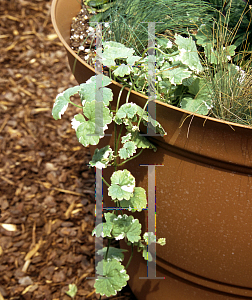 Picture of Glechoma hederacea 'Variegata'