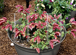 Picture of Justicia brandegeana 'Variegata'