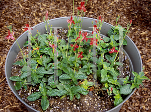 Picture of Ruellia elegans 'Ragin Cajin'