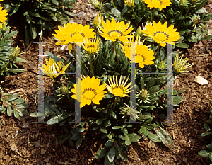 Picture of Gazania rigens 'Kiss Yellow'