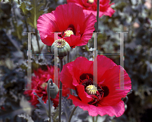 Picture of Papaver somniferum 