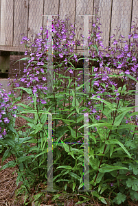 Picture of Penstemon strictus 