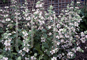 Picture of Phlomis purpurea 