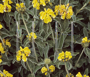 Picture of Phlomis fruticosa 