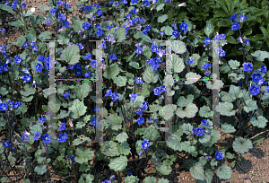 Picture of Phacelia campanularia 