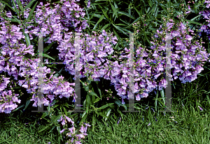 Picture of Penstemon glaber 