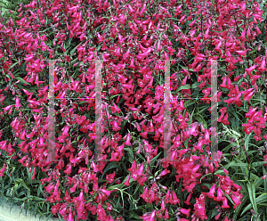 Picture of Penstemon campanulatus 'Garnet'