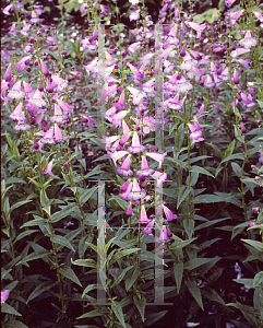 Picture of Penstemon campanulatus 'Alice Hindley'