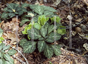 Picture of Pachysandra procumbens 