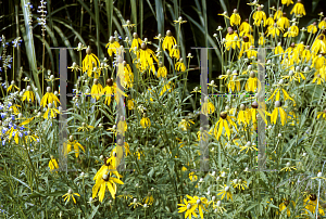 Picture of Ratibida pinnata 