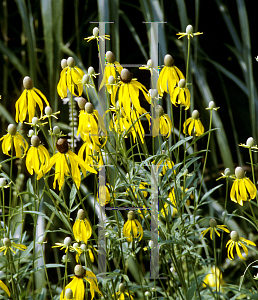 Picture of Ratibida pinnata 