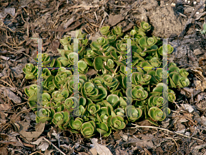 Picture of Sedum tetratinum 