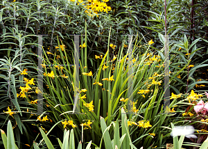 Picture of Crocosmia x crocosmiiflora 'George Davidson'