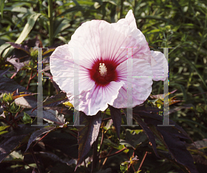 Picture of Hibiscus  'Kopper King'