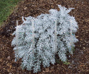 Picture of Centaurea cineraria 'Colchester White'