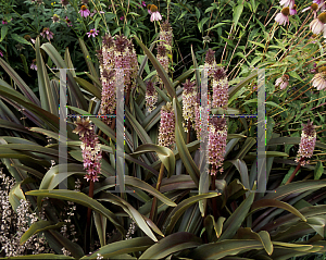 Picture of Eucomis comosa 'Sparkling Burgundy'