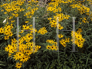 Picture of Rudbeckia subtomentosa 