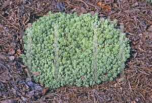 Picture of Sedum bithynicum 'Sea Stars'