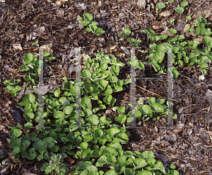 Picture of Dichondra argentea 'Emerald Falls'