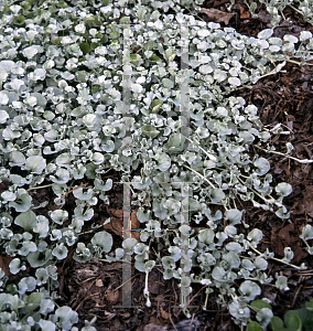 Picture of Dichondra argentea 'Silver Falls'