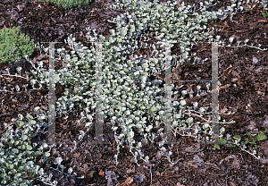 Picture of Dichondra argentea 'Silver Falls'