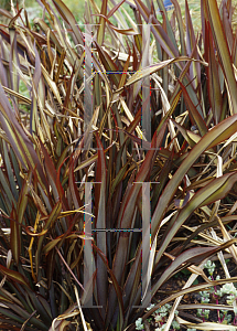 Picture of Phormium  'Amazon Red'