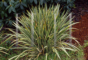 Picture of Iris foetidissima 'Variegata'