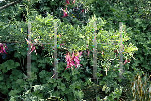 Picture of Clianthus puniceus 