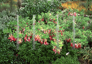 Picture of Clianthus puniceus 