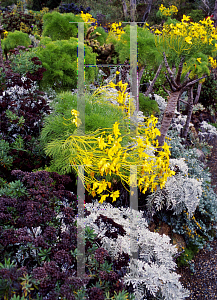 Picture of Coreopsis gigantea 