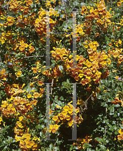 Picture of Streptosolen jamesonii 