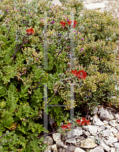 Picture of Pelargonium fulgidum 