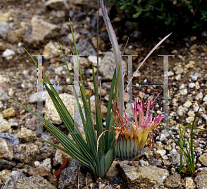 Picture of Babiana ringens 